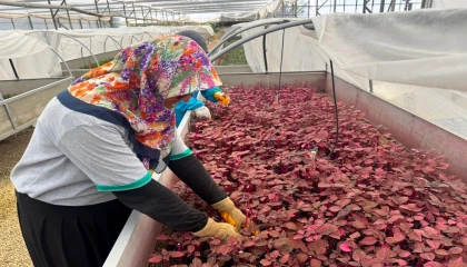 Alanya Belediyesinde kadınlar sahada