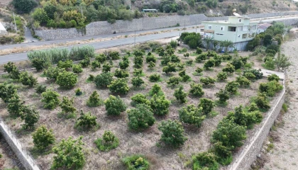 Alanyada erkenci Clifton cinsi avokado hasadı başladı