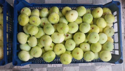 Altından bal damlayan incir üreticisinin yüzü güldü