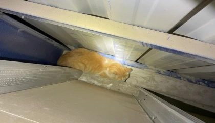 Antakyada market duvarı arasında mahsur kalan kediyi itfaiye kurtardı