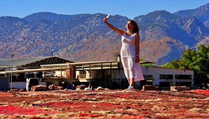 Antalyada buğday tarlalarında halı hasatı başladı