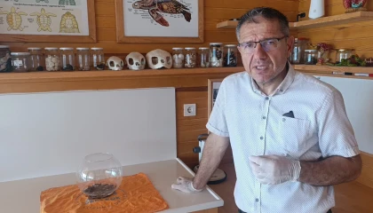 Antalyada bulunan siyam ikizi caretta