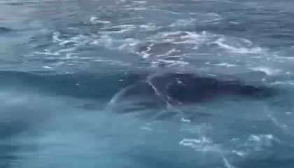 Antalyada kayalıklar arasına giren yavru balina kurtarıldı