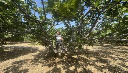 Antalyada sıcak hava siyah incir rekoltesini yüzde 50 düşürdü