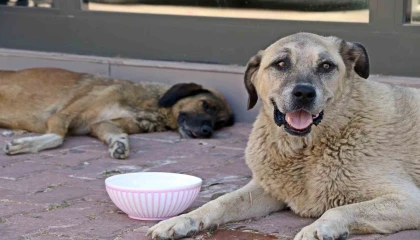 Antalyanın denizi bile yanıyor: Termometreler 45, deniz suyu 32 derece