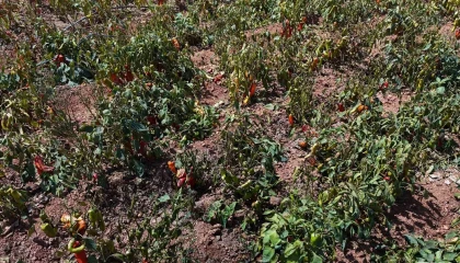 Aşırı sıcaklar tarladaki biberi yaktı