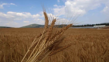 Atıl araziler ekonomiye kazandırıldı: Yerli tohumla rekolte yüz güldürdü