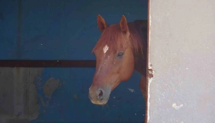 Attan beklenmedik hareket: Babasının kucağındaki çocuğu ısırarak alıp havaya fırlattı