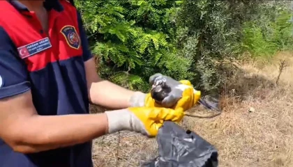 Ayağına poşet dolanan kuşu itfaiye kurtardı