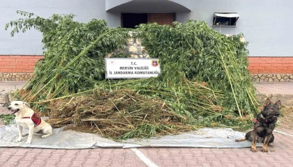 Bahçesinde kenevir yetiştiren şüpheli 45 kilo esrarla yakalandı