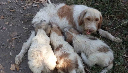Çukura düşen köpeği itfaiye ekipleri kurtardı