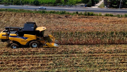 Çukurovada mısır hasadı başladı: 1,5 milyon ton mısır rekolte bekleniyor