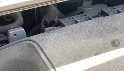 Hatay'da Yavru Kedi Kurtarıldı