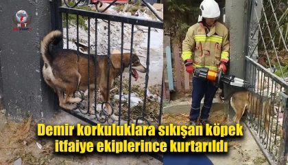 Demir korkuluklara sıkışan köpek itfaiye ekiplerince kurtarıldı