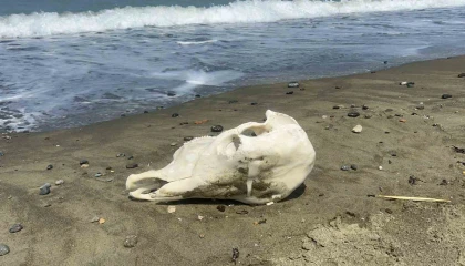 Denizden telef olmuş angus çıktı