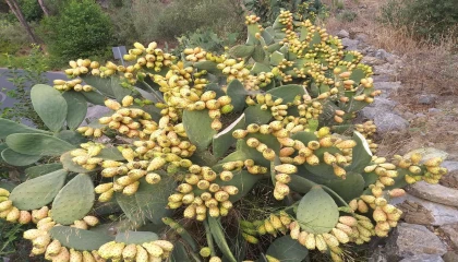 Dikenli inciri fazla tüketen vatandaşlar hastanelik oldu