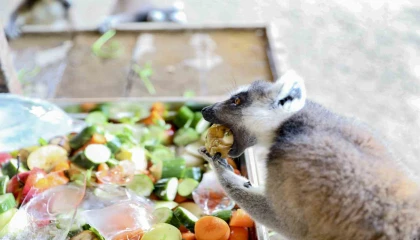 Doğa Parktaki hayvanlar dondurulmuş gıdalarla serinletiliyor