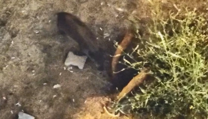 Domuzlar yazlıkların bahçesinde yiyecek aradı