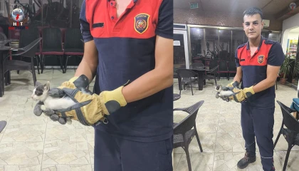 Dükkan kapanmadan önce duyulan ‘miyavlama’ sesi yavru kedinin hayatını kurtardı