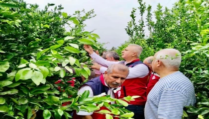 Hatayda narenciye bahçeleri zararlı organizmalara karşı incelendi
