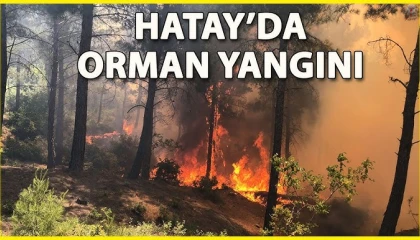 Hatayda orman yangını
