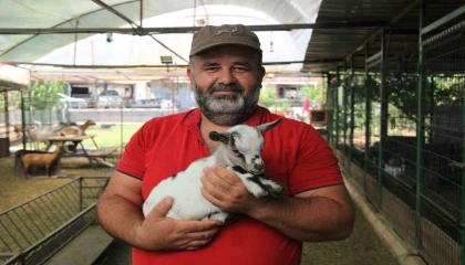 Kafasındaki poşetle sürüye kabusu yaşatan keçinin sahibi: Poşetin içinde küçük bir delik açmış oradan nefes alabiliyordu