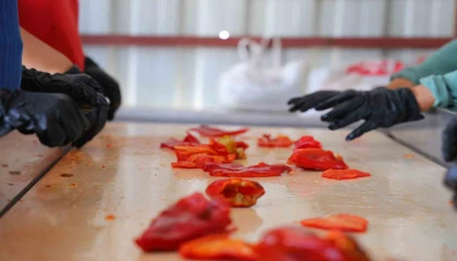 Kahramanmaraşta salça telaşı başladı: Tarladan pazara, pazardan sofralara uzanan yolculuk