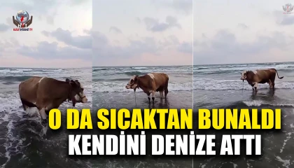 Kavurucu sıcaktan bunalan inek soluğu denizde aldı