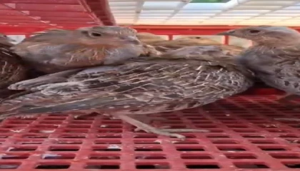 Kene ile mücadele için doğaya 200 çil keklik salındı