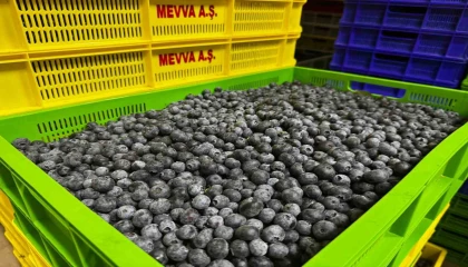 Küçük bir kasabadan büyük bir pazara: Elmalının mavi altını yaban mersini