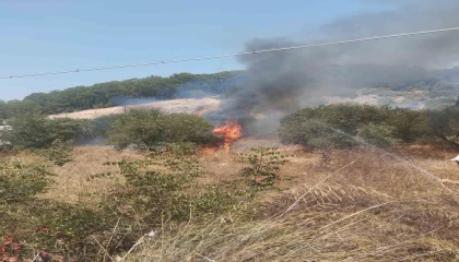 Kumlucada çıkan yangında bir dönüm zeytinlik alan yandı