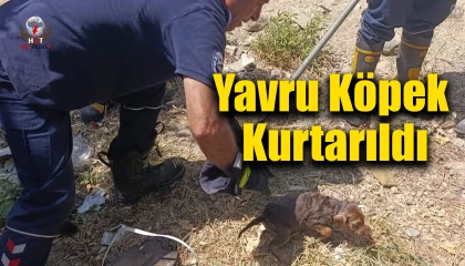 Kuyuya düşen yavru köpek kurtarıldı