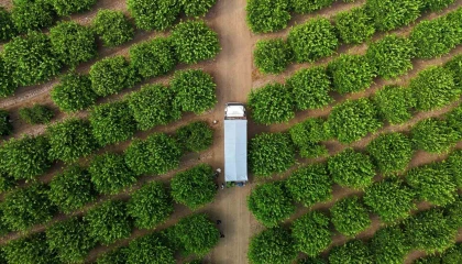 Limonda fiyatı düşürecek hasat başladı