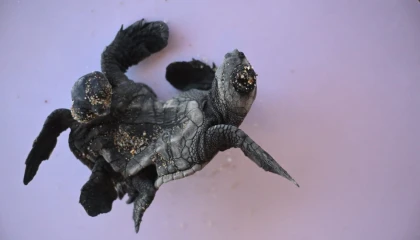 Manavgatta ender rastlanan olay: Siyam ikizi Caretta caretta yavrusu bulundu