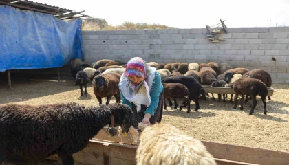 Mersinde küçükbaş hayvan ve yem desteği üreticilerin yüzünü güldürdü