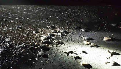 Mersinde yönünü şaşıran yavru kaplumbağalar genç gönüllüler tarafından denize ulaştırılıyor