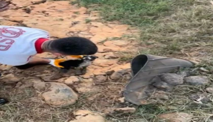 Osmaniye atık su kuyusunda mahsur kalan 2 yavru köpek kurtarıldı