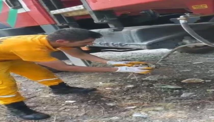 Osmaniyede çıkan orman yangınından etkilenen kaplumbağa kurtarıldı