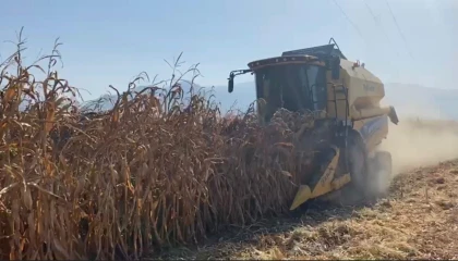 Osmaniyede kuraklık, mısırda verimi düşürdü