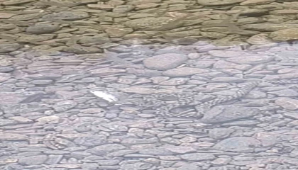 Osmaniyede yılanın balık avı kamerada