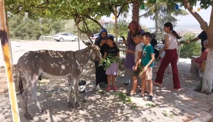 Osmaniyenin sokak misafiri eşek, şefkatli ellere emanet