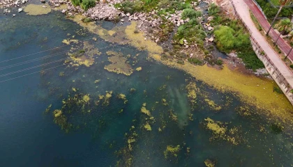 Seyhan Nehri yosun akınına uğradı, çöplerle doldu