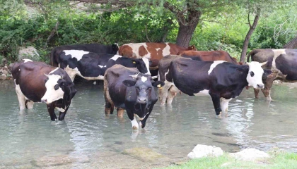 Sıcaklar bunalttı, hayvanlar suya girerek serinledi