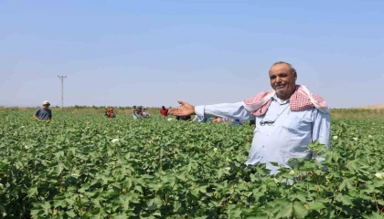 Tarım işçileri, 45 dereceyi aşan sıcakta 650 TL yevmiyeyle pamuk tarlasında zorlu mesai sürdürüyorlar