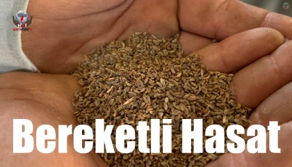 Türkiyenin maydanoz tohumu ihtiyacının yüzde 75inin karşılandığı ilçede bereketli hasat başladı