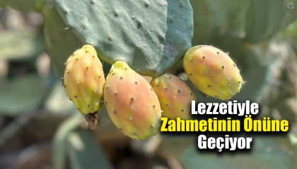 Uçurum kenarında yetişen dikenli incir, lezzetiyle zahmetinin önüne geçiyor