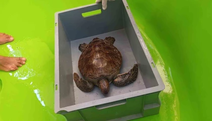 Üzerine file ve çuval dolanıp lenfleri zarar gören Yeşil Deniz Kaplumbağası kurtarıldı