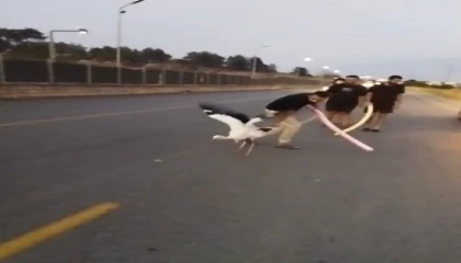 Yaralı leylek duyarlı vatandaşlarca kurtarıldı