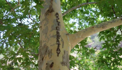 45 yıllık çınarı yazı tahtasına çevirdiler: Vatandaş çuvalla koruma altına aldı