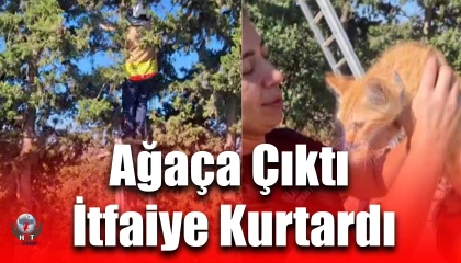 Ağaçta mahsur kalan kedi, merdiven yardımıyla kurtarıldı